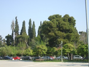 Greece 2010 cars and trees