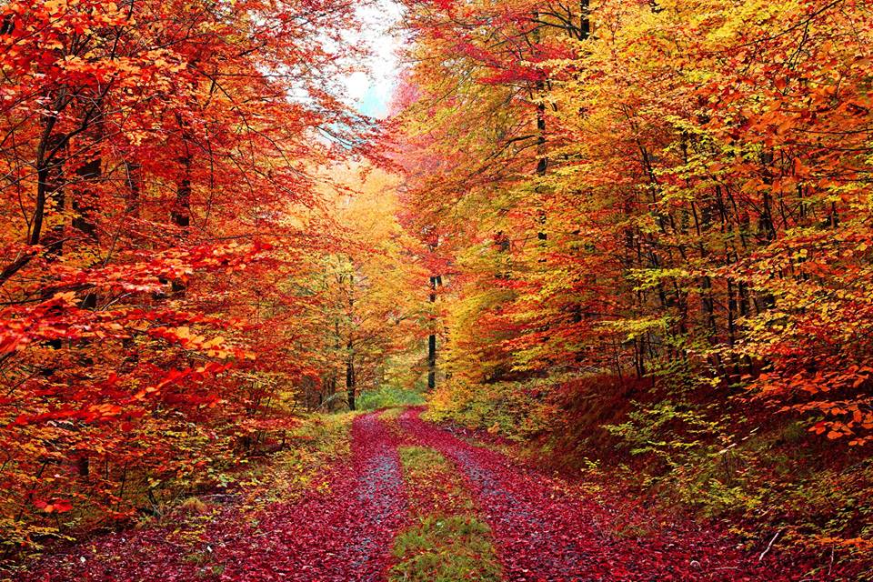 autumn