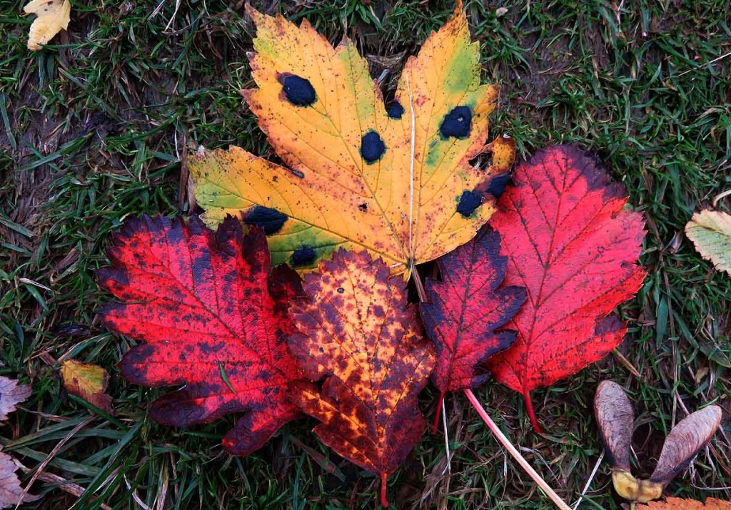 Autumn Leaves in Glasgow