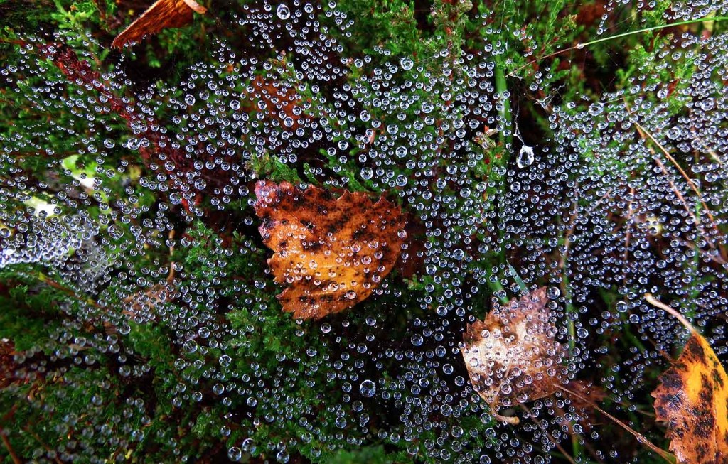 Autumn through a Looking Glass. SpiderWeb View.
