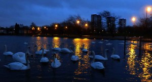 Nightfall. The Swan Pond