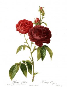 800px-Redoute_-_Rosa_gallica_purpuro-violacea_magna