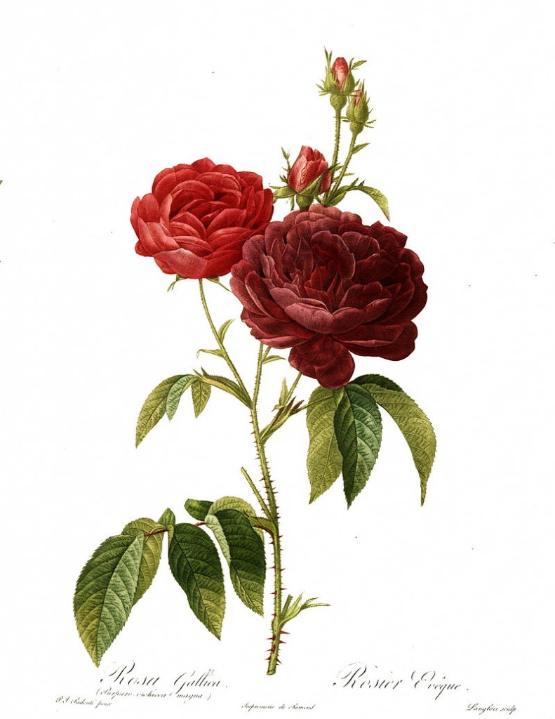 800px-Redoute_-_Rosa_gallica_purpuro-violacea_magna