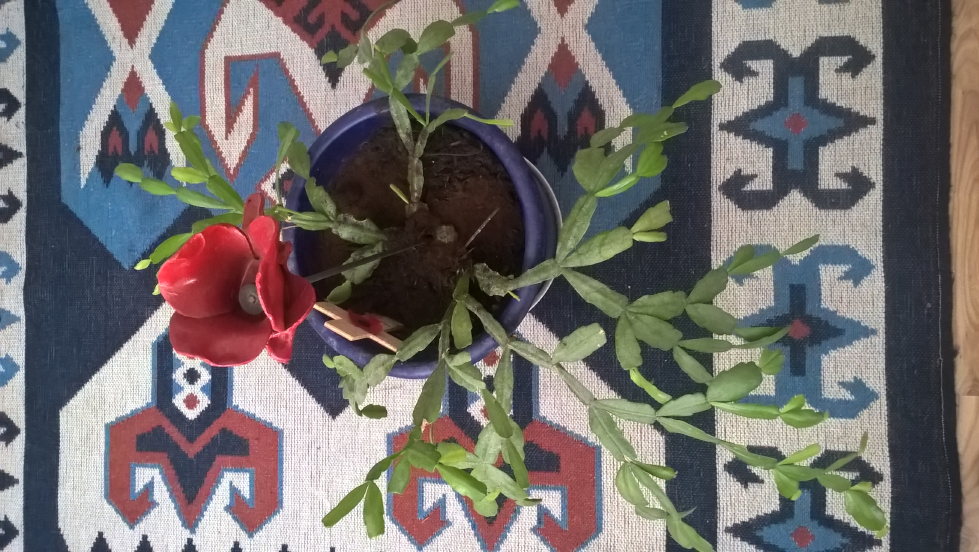 red flower