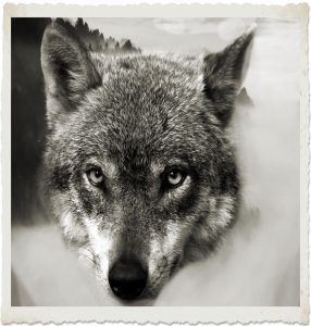 wolf