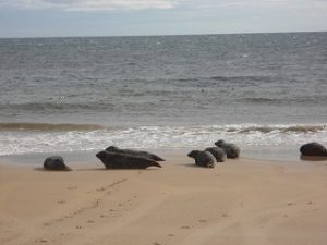 brora-grey-seals