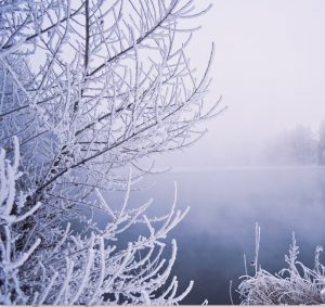 frozen