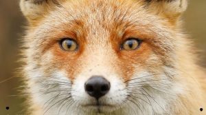 fox star