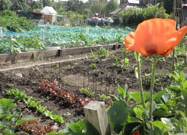allotment poppy