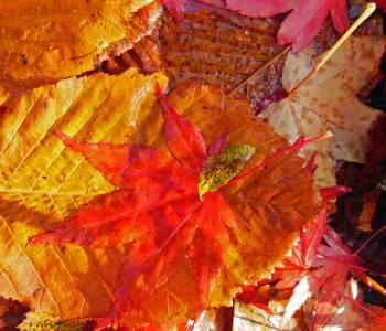 autumn voices