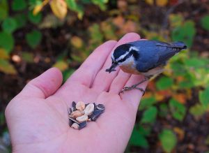 800px-Red-breasted_Nuthatch_(Sitta_canadensis)_-feeding_from_hand