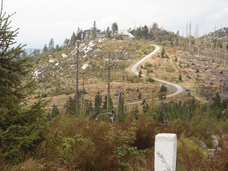Pine Beetle