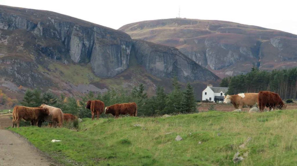 Cliffs and Cattle. Inverness Loch District