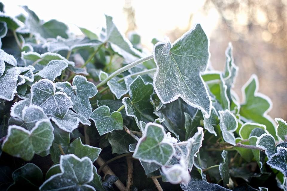 frosty holly jim