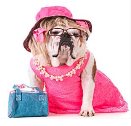 rufus legally blonde