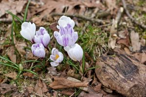 brave crocus