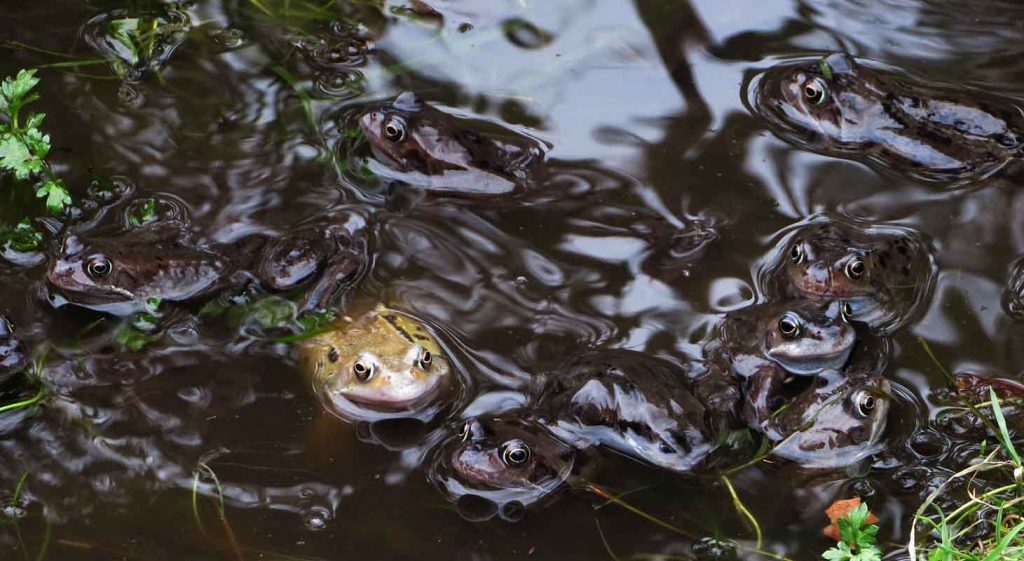 Froggie Went a Courting
