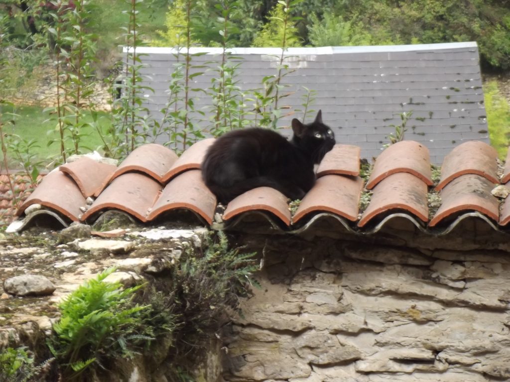 cat black third