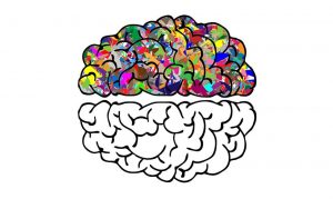 brain science festival