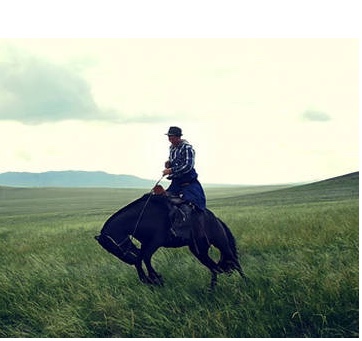 all the wild horses