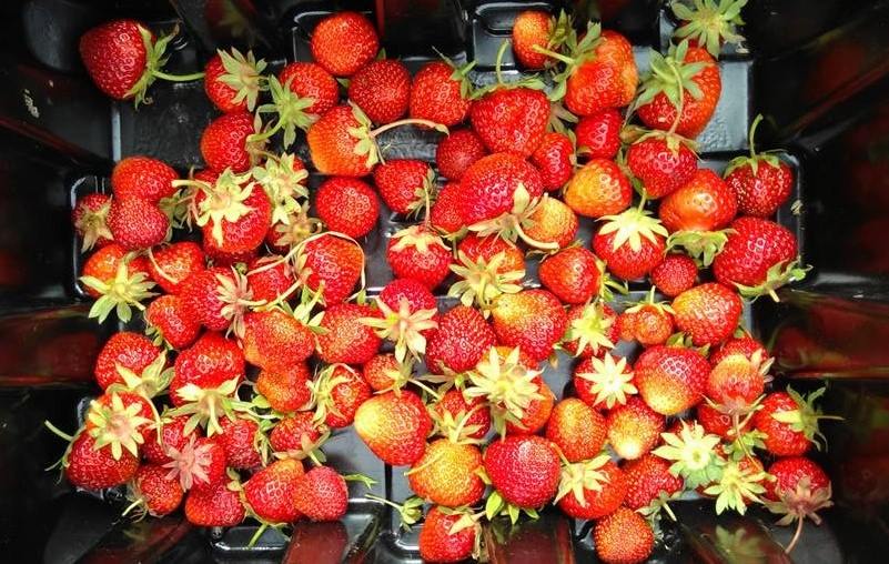 wild harvest