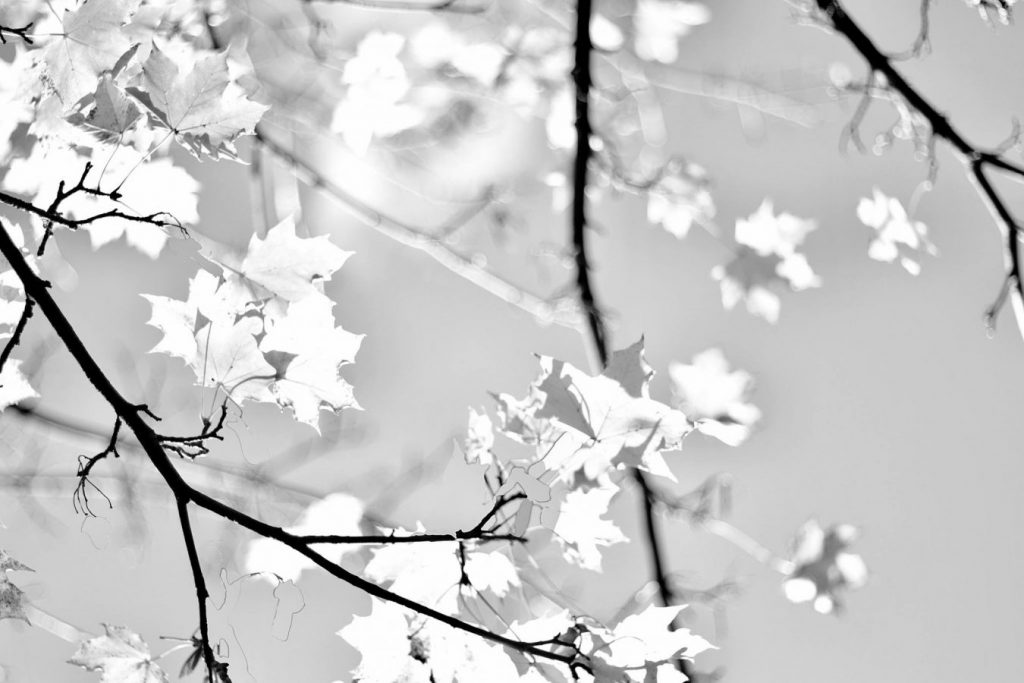 backlit autumn leaves