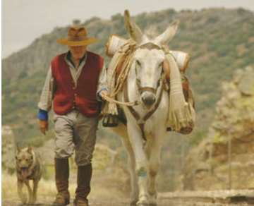 donkeyote