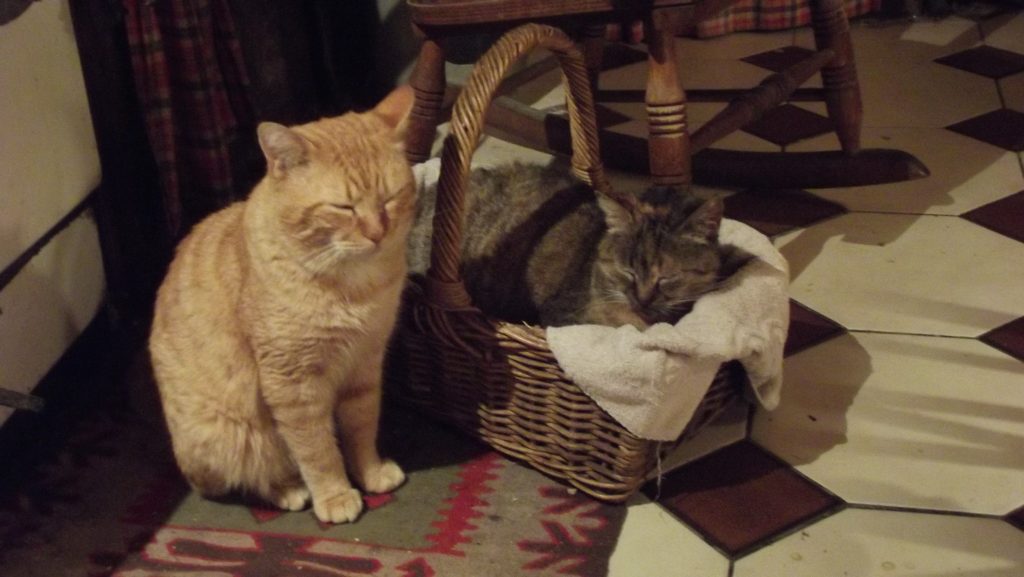 first para cats