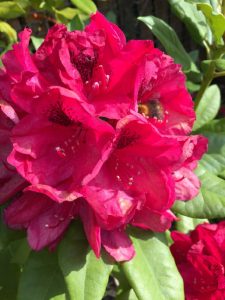 red flower leela