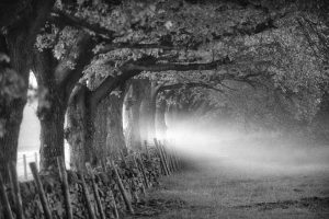 eyam mist on road