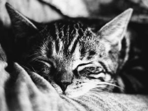 sleepy cat