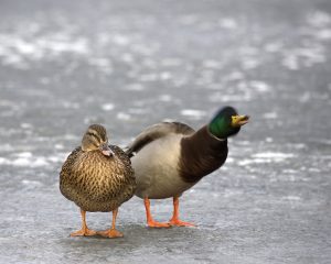 mike taylor frozen loch