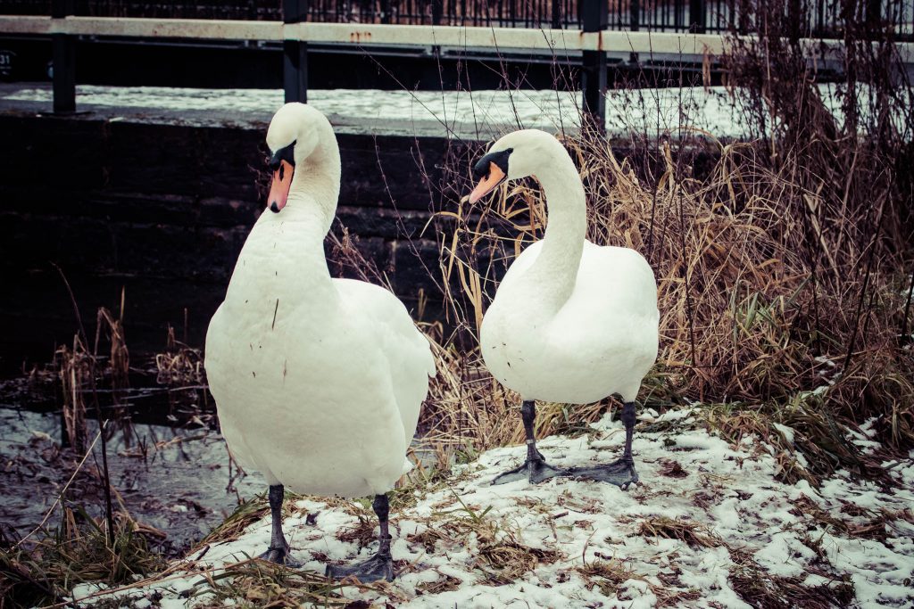 swans time for a walk, maybe not bother