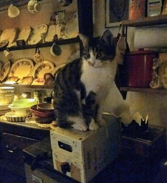 lost cat