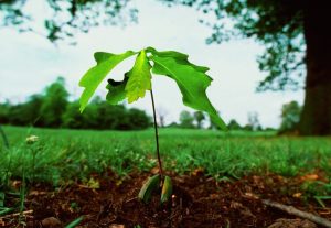 oak seedling tree planting woodlands