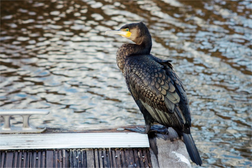 Cormorant