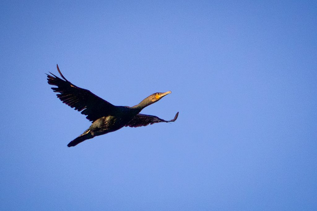 Cormorant in flight