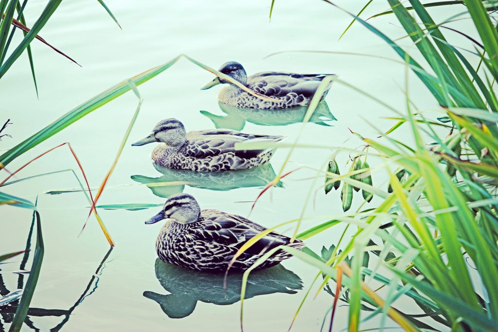 ducks in a row