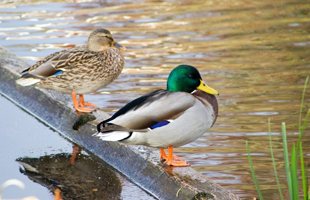 male and female ducks