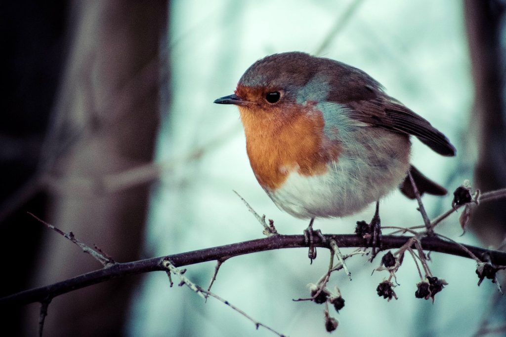 robin