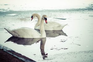 Swans on ice