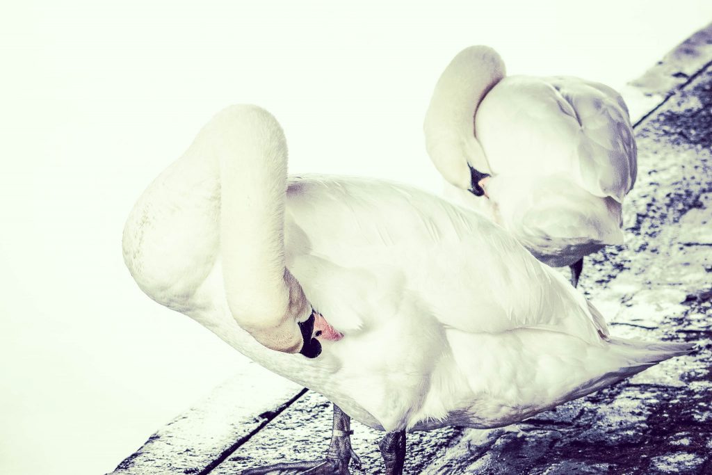 synchronised swans