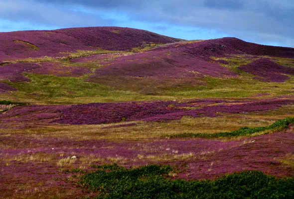 Purple Heather Above Thundergay
