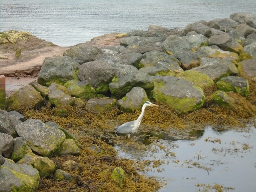 heron