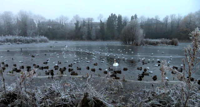 binghams pond