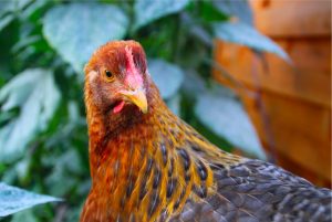 chicken