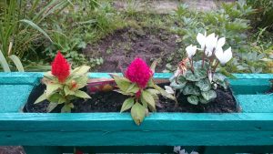 Kirklee Allotments Open Day