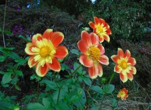 furze flowers hampshire