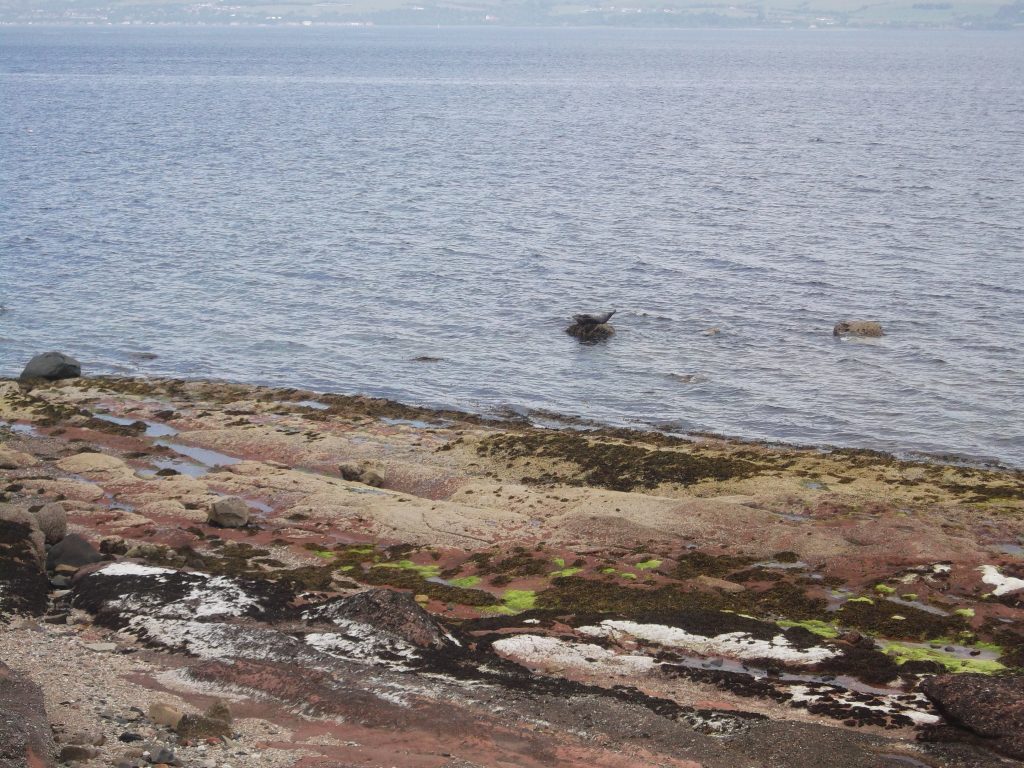 Seal on rocks