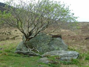 Glen Rpsa Trere